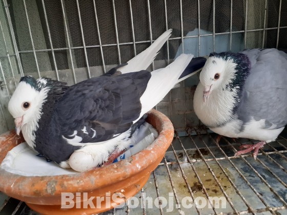 Pigeon: Breed: Gola